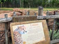 BUSCH_GARDENS_5806